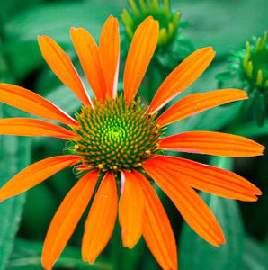 Meet your Posher, Pabla